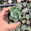 Echeveria pagoda
