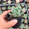 Echeveria pagoda