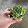 Echeveria 'Mocha'