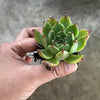 Echeveria 'Mocha'