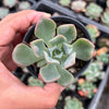Echeveria pagoda