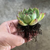 Echeveria 'Mocha'