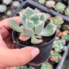 Echeveria pagoda