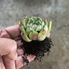 Echeveria 'Mocha'
