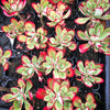 Echeveria 'Seiten-no-Tsukasa' (has mark)