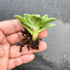 Echeveria 'Skinneri' (1 X CUTTING)