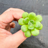 Echeveria 'Skinneri' (1 X CUTTING)