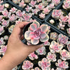 Echeveria Rainbow West