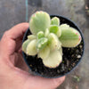 Cotyledon Tomentosa 'Bear's Paws' variegata (WHITE)(XS)