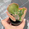 Echeveria 'Bumps' (Bump leaf )