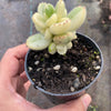 Cotyledon Tomentosa 'Bear's Paws' variegata (WHITE)(XS)
