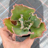 Echeveria 'Bumps' (Bump leaf )