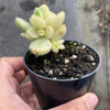 Cotyledon Tomentosa 'Bear's Paws' variegata (WHITE)(XS)