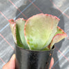 Echeveria 'Bumps' (Bump leaf )