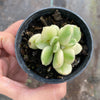 Cotyledon Tomentosa 'Bear's Paws' variegata (WHITE)(XS)