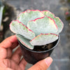 Cotyledon undulata f. variegata