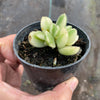 Cotyledon Tomentosa 'Bear's Paws' variegata (WHITE)(XS)