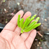 Crassula ovata 'The Hobbit' (1 x CUTTING)