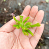 Crassula ovata 'The Hobbit' (1 x CUTTING)