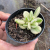 Cotyledon Tomentosa 'Bear's Paws' variegata (WHITE)(XS)