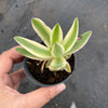 Crassula campfire variegated (has marks)