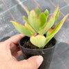 Echeveria nuda, Nogales x Ech. Harmsiii