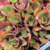 Echeveria 'Mauna Loa’ ( frilled edge type)