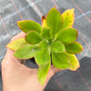 Echeveria nuda, Nogales x Ech. Harmsiii