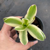 Crassula campfire variegated (has marks)