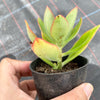 Echeveria nuda, Nogales x Ech. Harmsiii