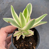 Crassula campfire variegated (has marks)