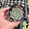 Echeveria 'Hepburn' (SIZE S)