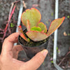 Echeveria 'Mauna Loa’ ( frilled edge type)
