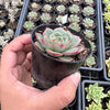 Echeveria 'Hepburn' (SIZE S)