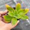 Echeveria nuda, Nogales x Ech. Harmsiii