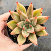 Echeveria psyche
