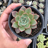 Echeveria 'Hepburn' (SIZE S)