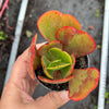 Echeveria 'Mauna Loa’ ( frilled edge type)