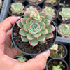 Echeveria 'Hepburn' (SIZE S)