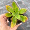 Echeveria nuda, Nogales x Ech. Harmsiii