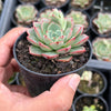 Echeveria 'Hepburn' (SIZE S)