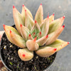 Echeveria psyche