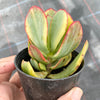 Crassula arborescens 'Blue Bird' Variegata