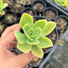 Echeveria 'Golden Glow'