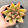 Echeveria psyche