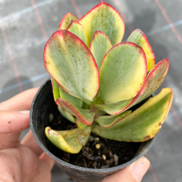 Crassula arborescens 'Blue Bird' Variegata – LET LOVE GROW (Succulent &  Cactus)