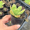 Echeveria 'Golden Glow'