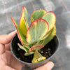 Crassula arborescens 'Blue Bird' Variegata