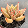 Echeveria psyche