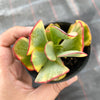 Crassula arborescens 'Blue Bird' Variegata